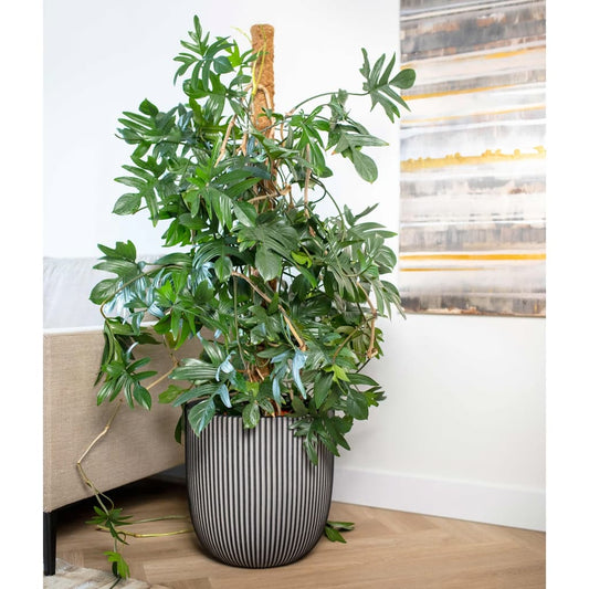 Capi Planter Groove 43x41 cm Anthracite